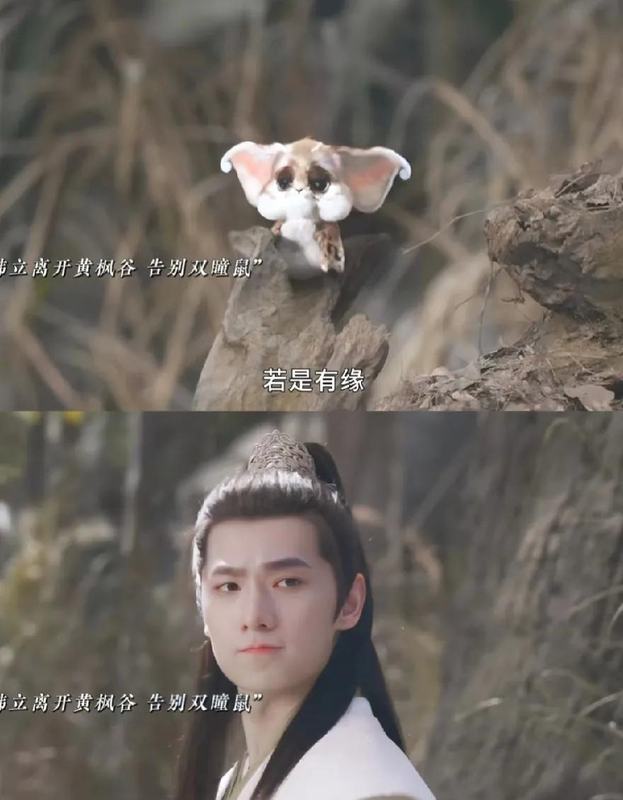 双瞳鼠